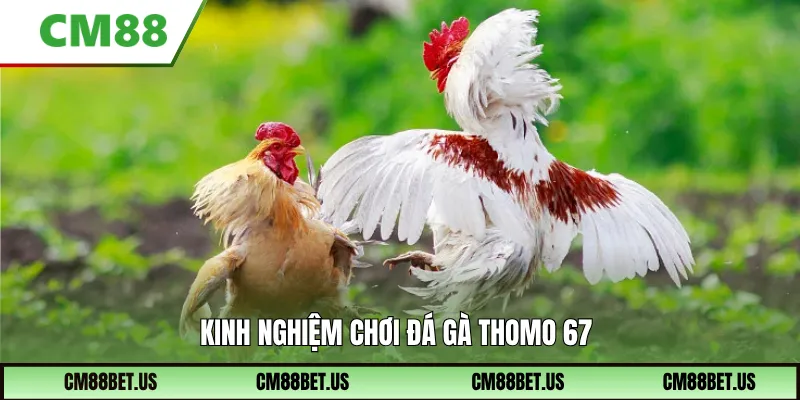 Kinh nghiệm chơi đá gà Thomo 67 hiệu quả