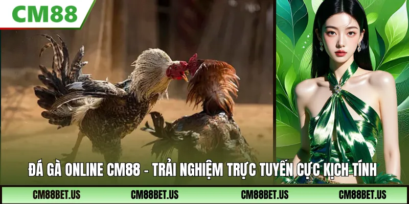 Đá Gà Online CM88 – Trải Nghiệm Cá Cược Trực Tuyến Kịch Tính