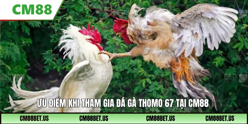 Ưu điểm khi tham gia đá gà Thomo 67 tại CM88